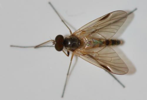 Réf. 306 346 : Rhagio lineola